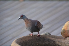 Columba guinea