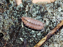 Trichoniscus pusillus