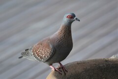 Columba guinea