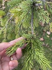 Picea omorika