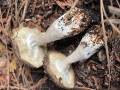 Russula cerolens