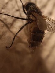 Entomophthora