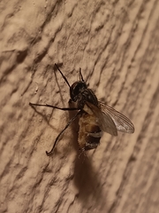 Entomophthora