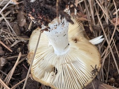 Russula cerolens