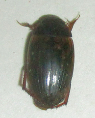 Copelatus