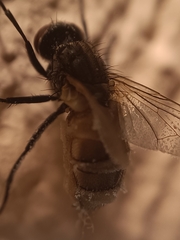 Entomophthora