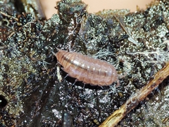 Trichoniscus pusillus