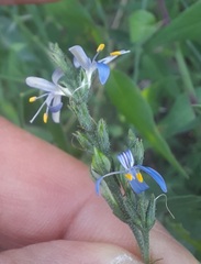 Carlowrightia parviflora