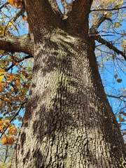 Quercus velutina