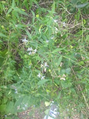 Carlowrightia parviflora