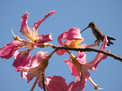 Ceiba speciosa