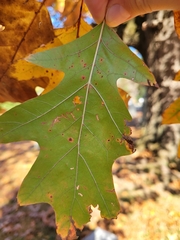 Quercus velutina