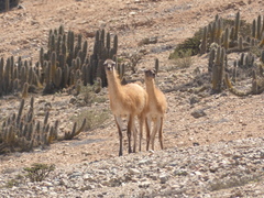 Lama guanicoe