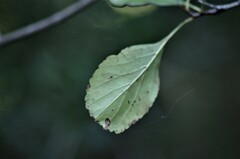Crataegus viridis