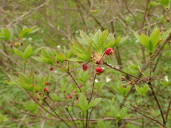Rhododendron pentandrum