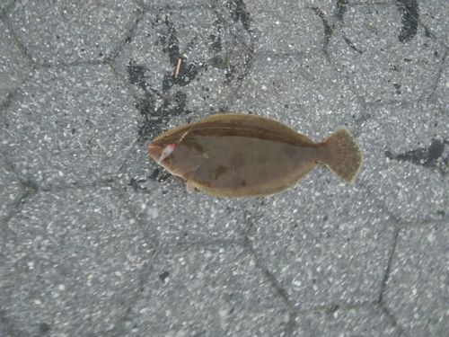 Paralichthys dentatus