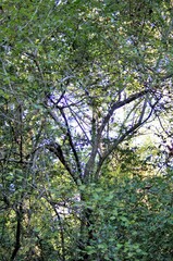 Crataegus viridis
