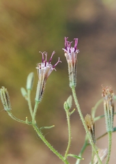 Palafoxia arida arida