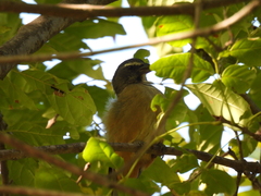 Saltator grandis