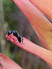 Camponotus niveosetosus