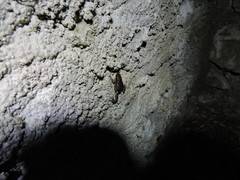 Hypopachus variolosus