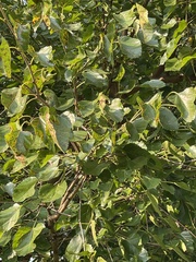 Populus grandidentata