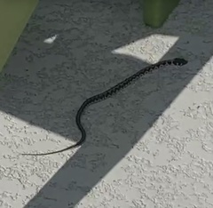 Thamnophis cyrtopsis ocellatus