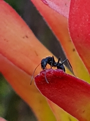 Camponotus niveosetosus