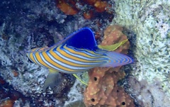 Pygoplites diacanthus