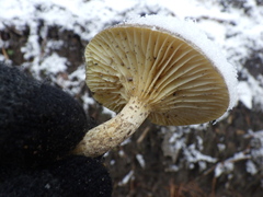 Hygrophorus hypothejus