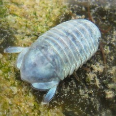 Exosphaeroma