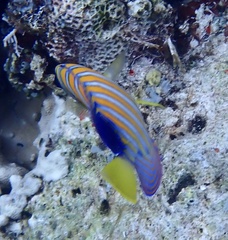 Pygoplites diacanthus