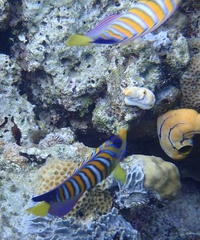 Pygoplites diacanthus