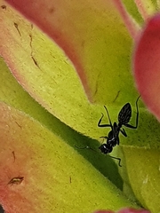 Camponotus niveosetosus