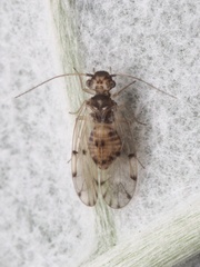 Ectopsocus