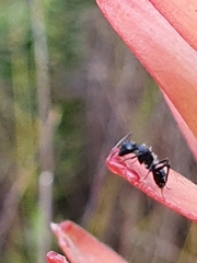 Camponotus niveosetosus