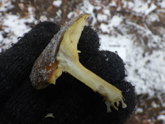 Hygrophorus hypothejus