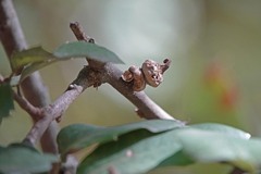 Heteroecus sanctaeclarae