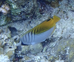 Chaetodon auriga