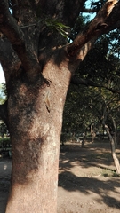 Funambulus pennantii