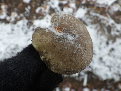 Hygrophorus hypothejus