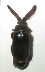 Cerapterus