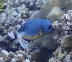 Arothron nigropunctatus