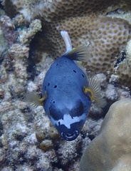 Arothron nigropunctatus