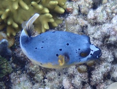 Arothron nigropunctatus
