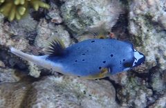 Arothron nigropunctatus