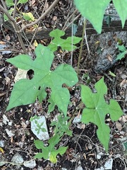Ipomoea lindheimeri