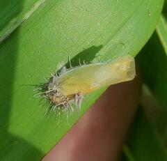 Hirsutella citriformis