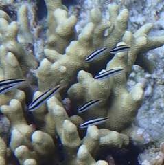 Thalassoma amblycephalus