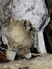 Canis lupus italicus